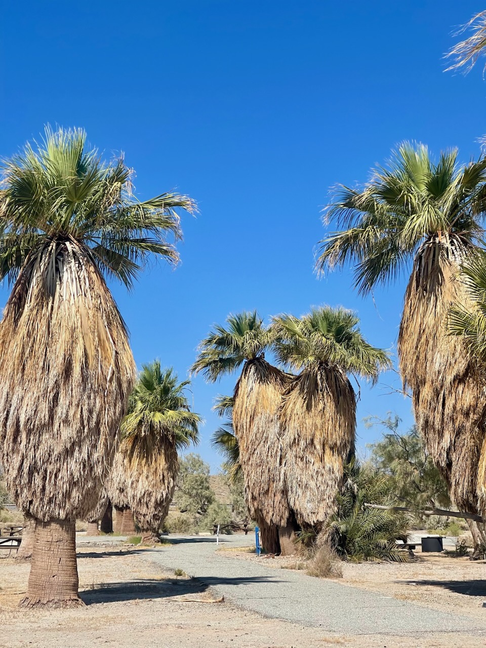 Palm trees